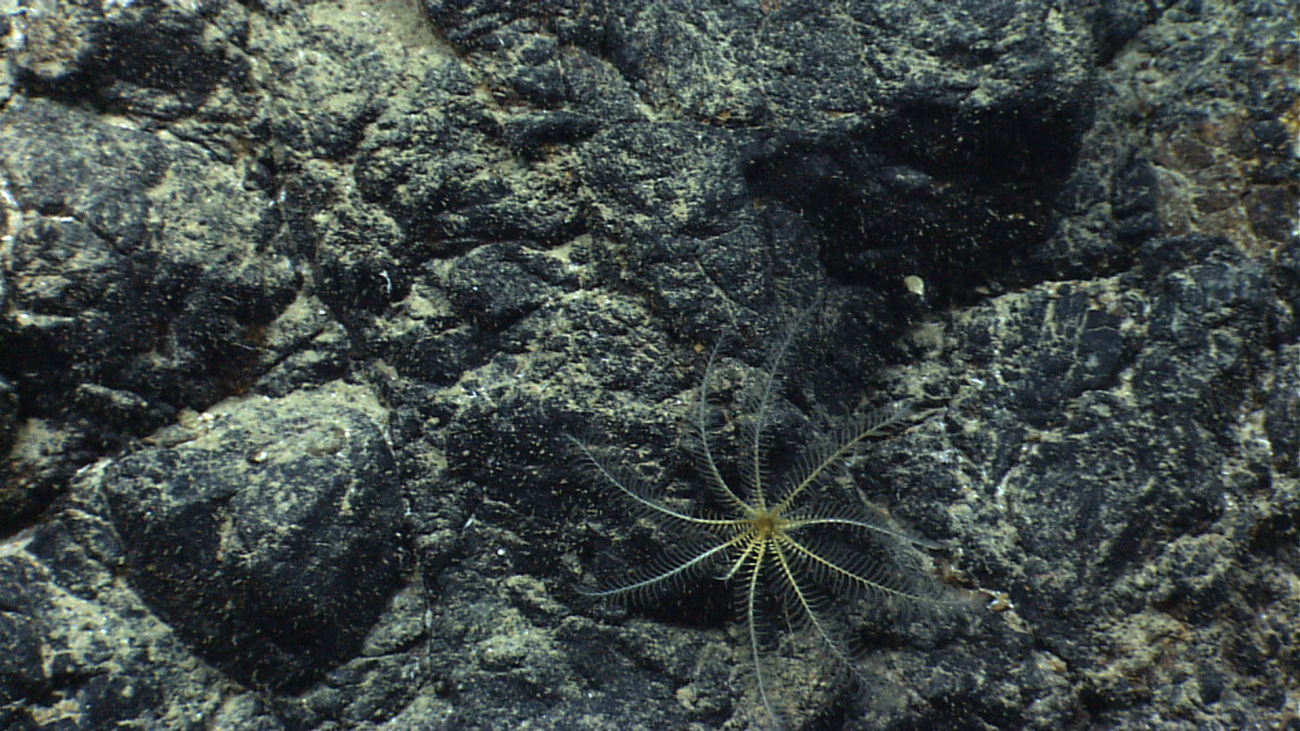 A yellow and white feather star crinoid on a black rock wall