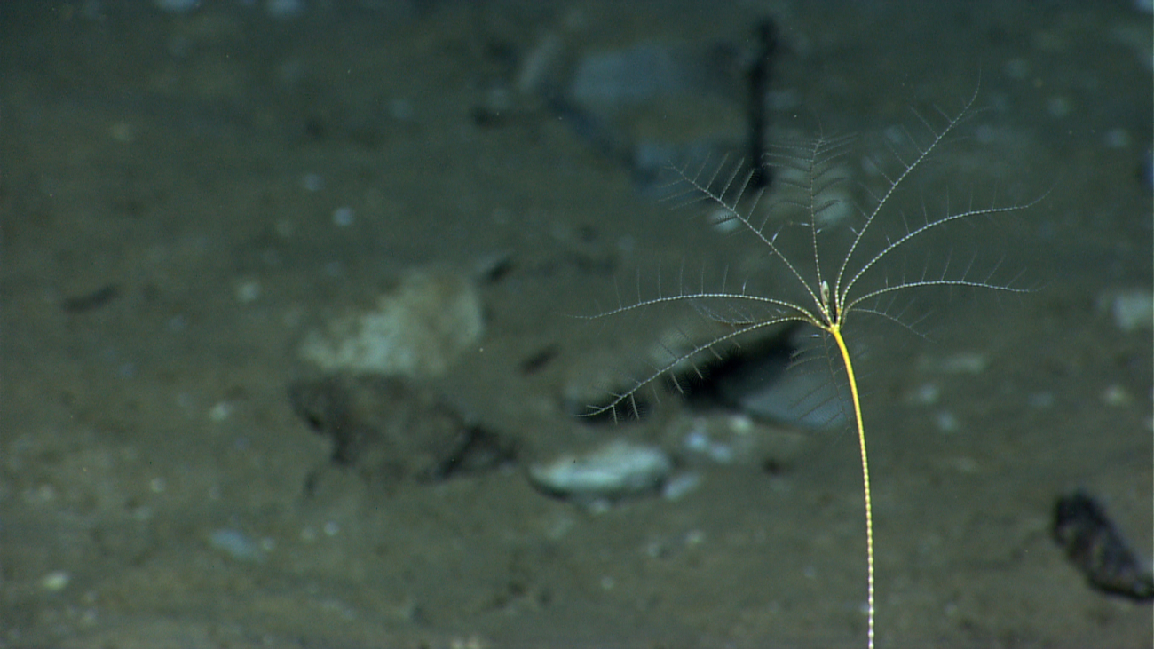 A stalked crinoid sea lily