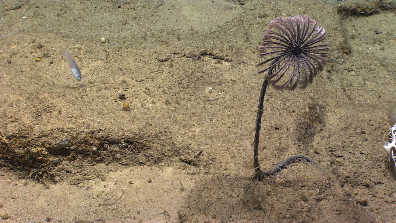 Purple stalked? crinoid with brittle star wrapped about vertical stalk