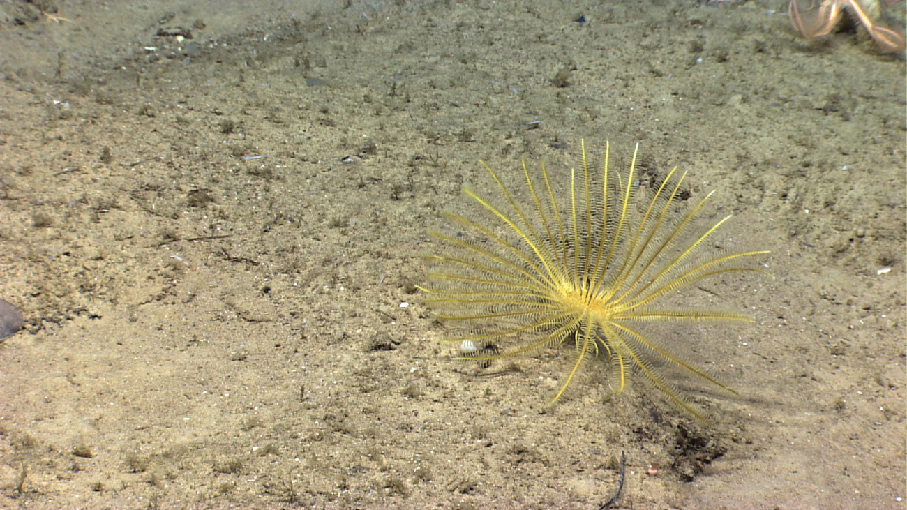 A yellow feather star crinoid