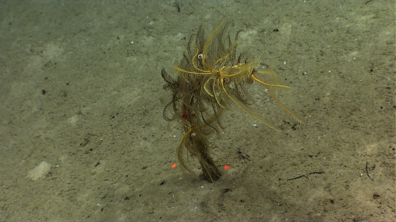A number of feather star crinoid competing for space on a dead sponge orcoral
