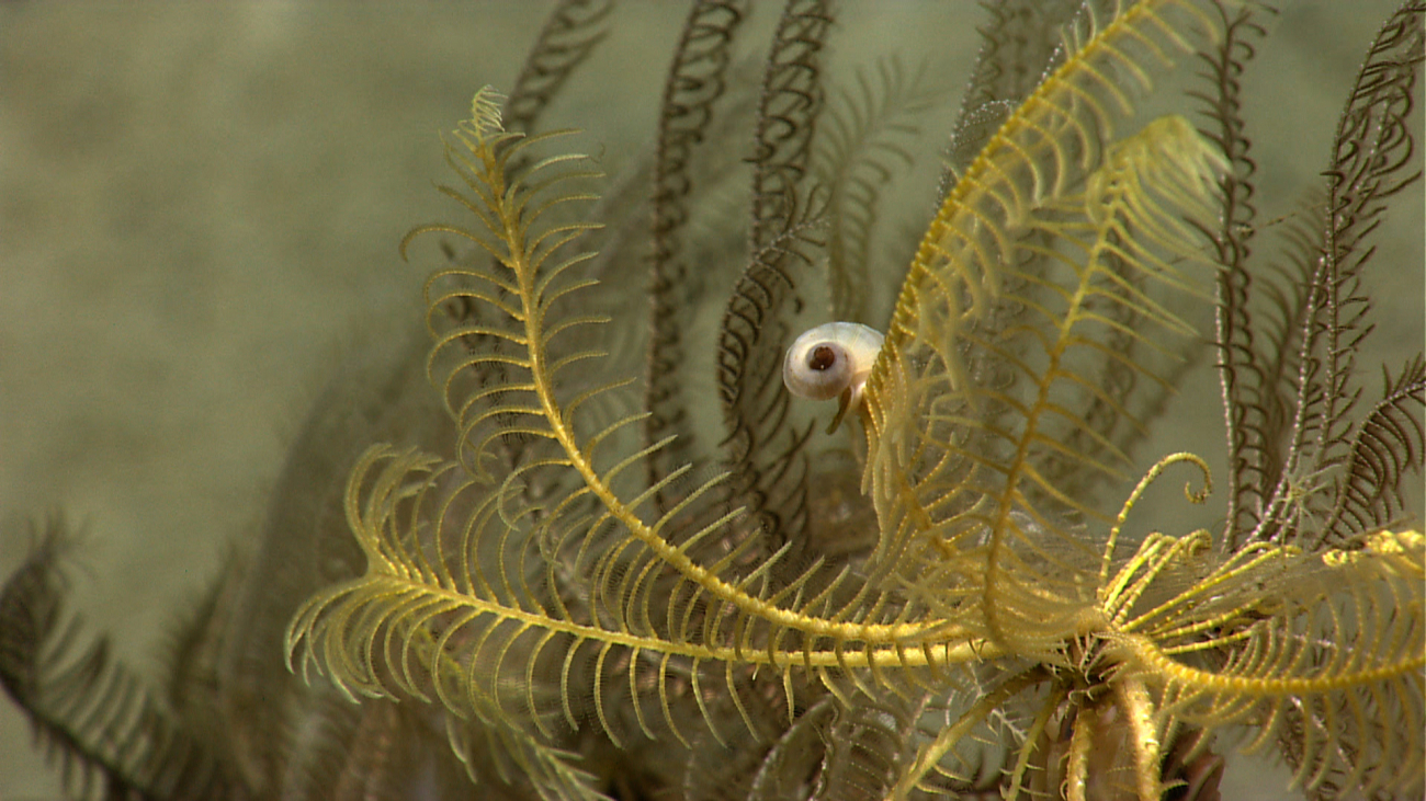 A small snail on a yellow feather star crinoid