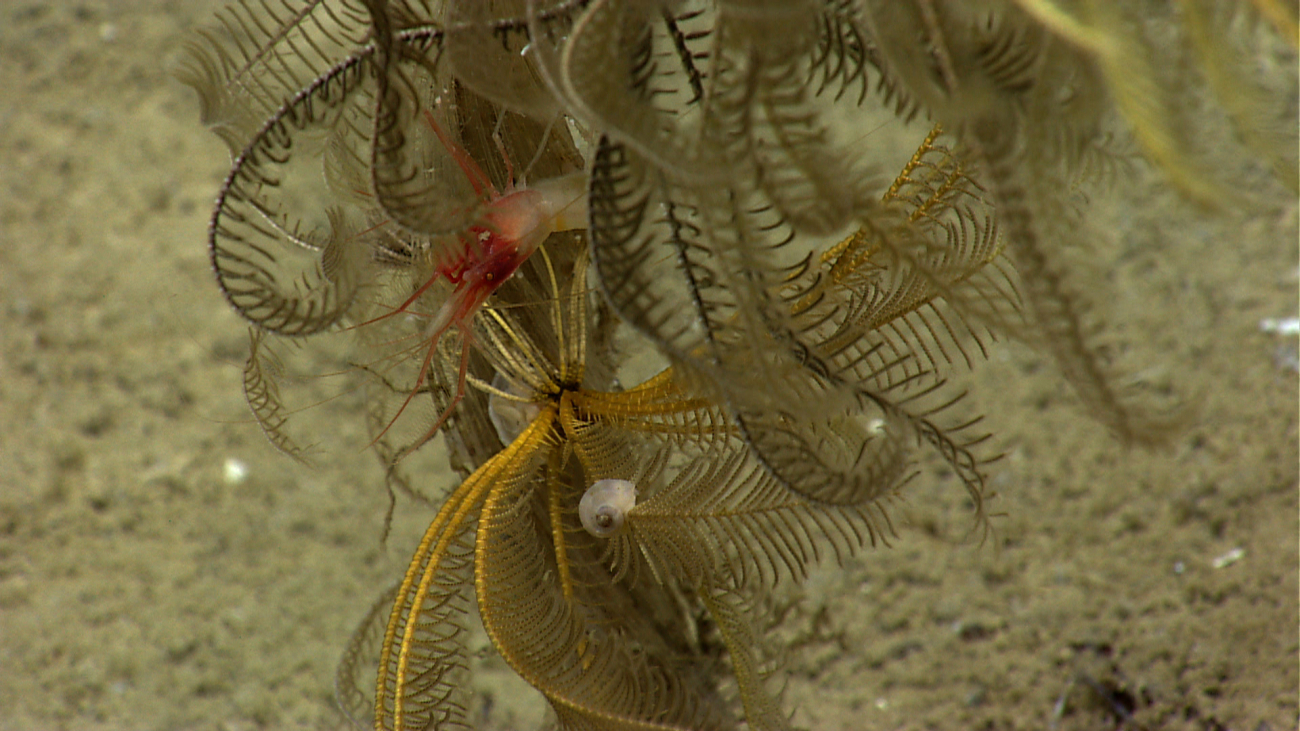 Feather star crinoids with a small gastropod and a relatively large shrimp