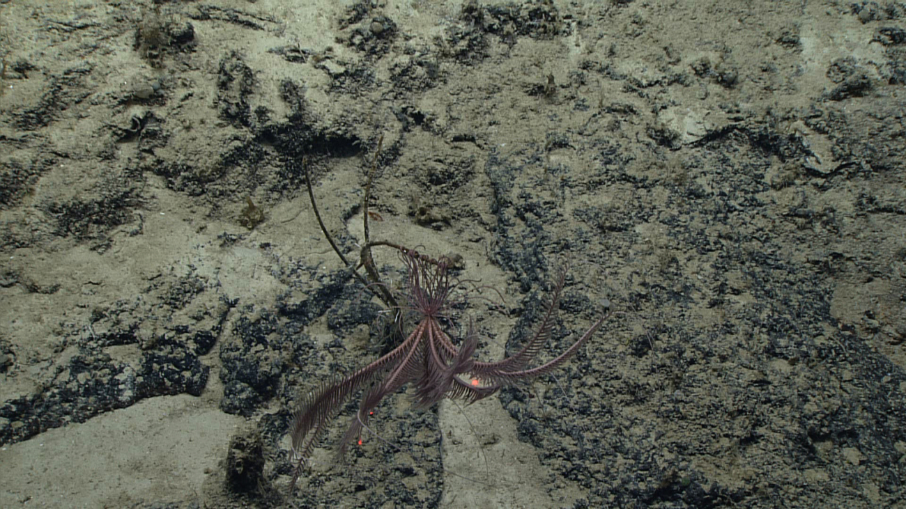 A purple feather star crinoid at the end of a dead coral branch
