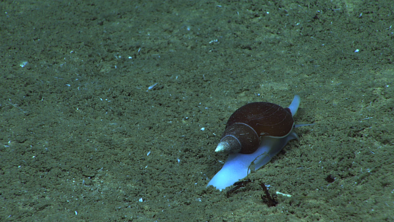 A small gastropod crawling on the seafloor