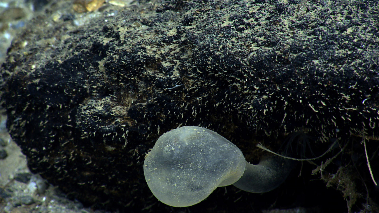 A large stalked tunicate seen from above