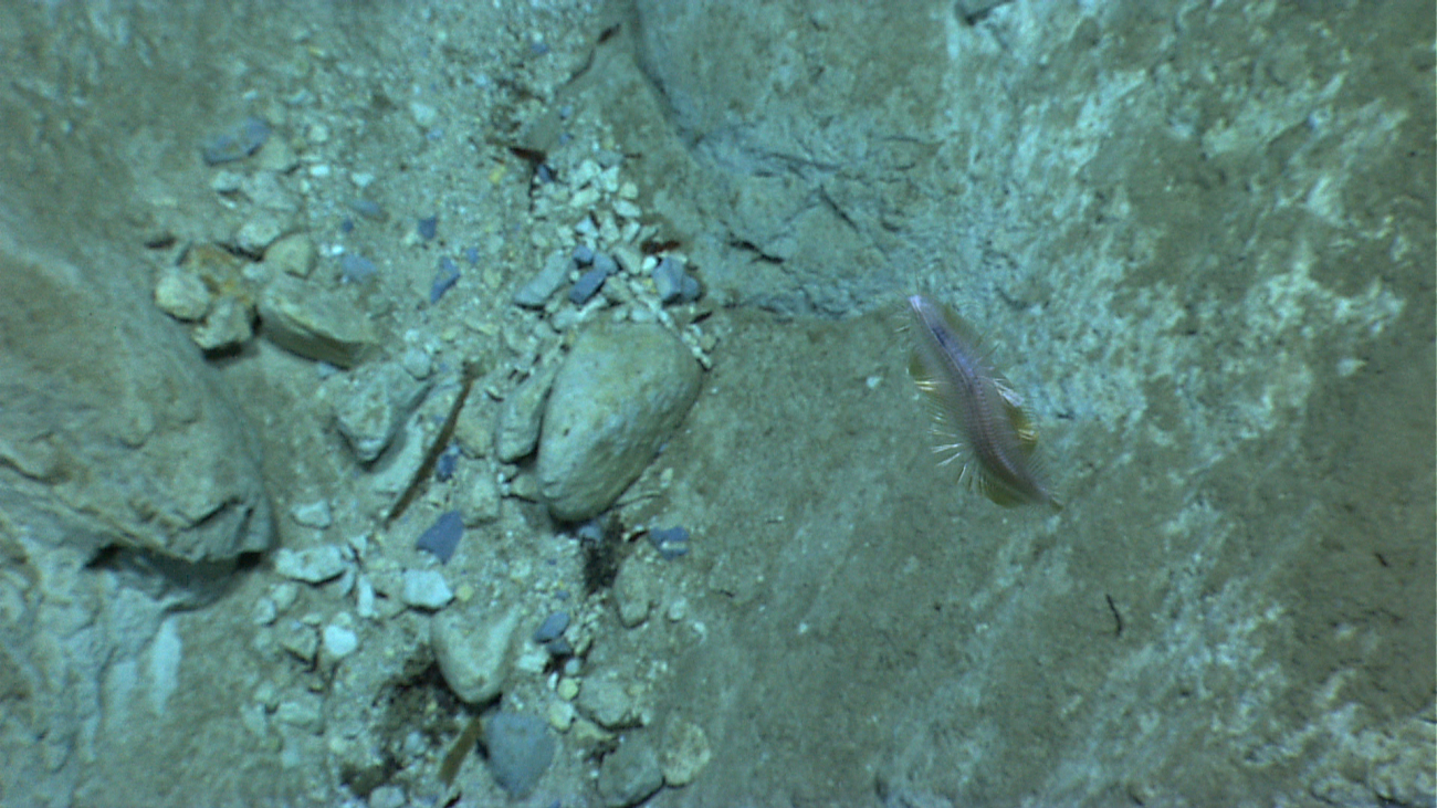 A swimming polychaete over a sedimentary rock wall with blue rock fragments