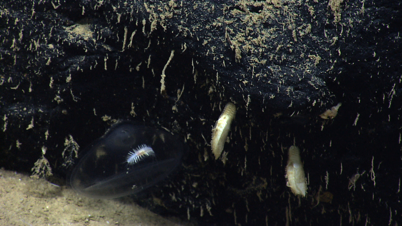 A polychaete worm seemingly at home on a large stalked tunicate and a fewgooseneck barnacles
