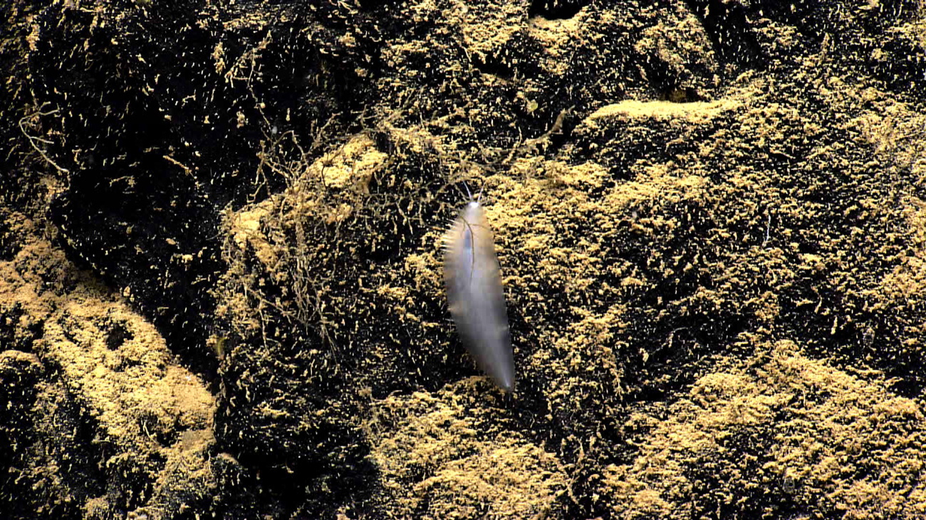 A polychaete worm on a rock wall