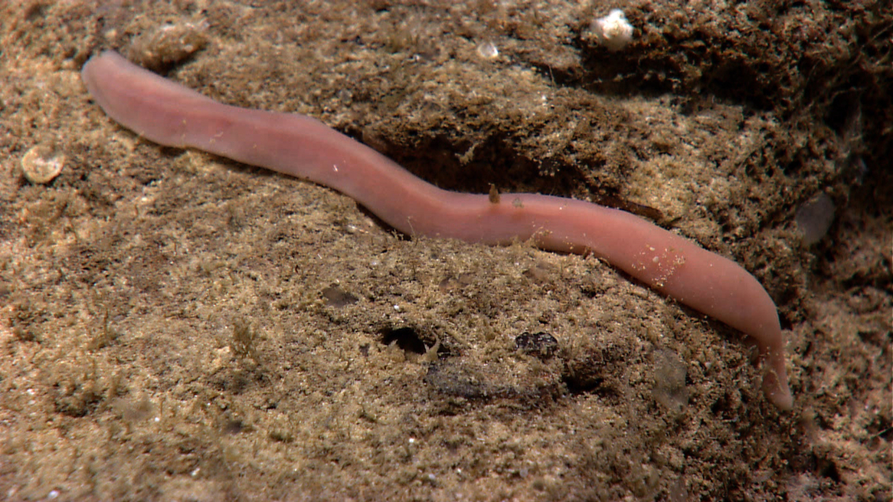 A large pink worm similar to those seen in images expn3827 and expn3828