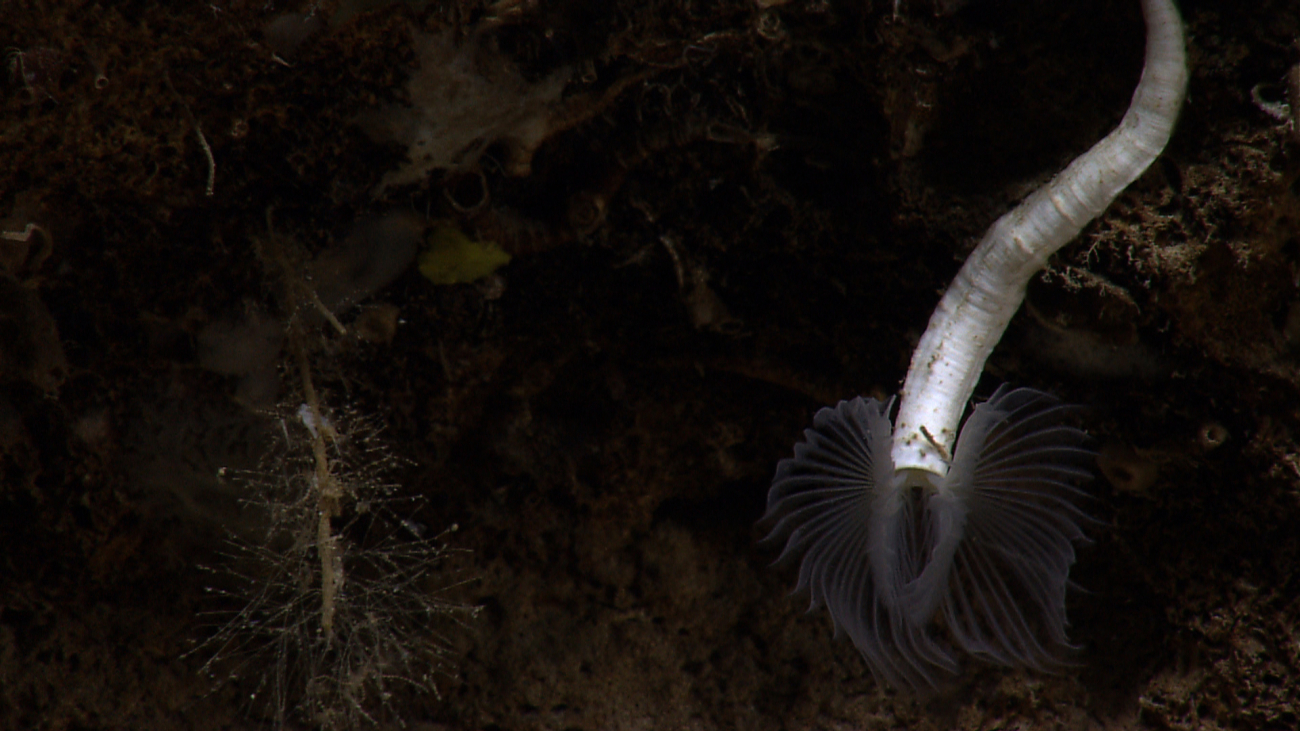 A large feather duster tube worm with translucent feathers extended infeeding mode
