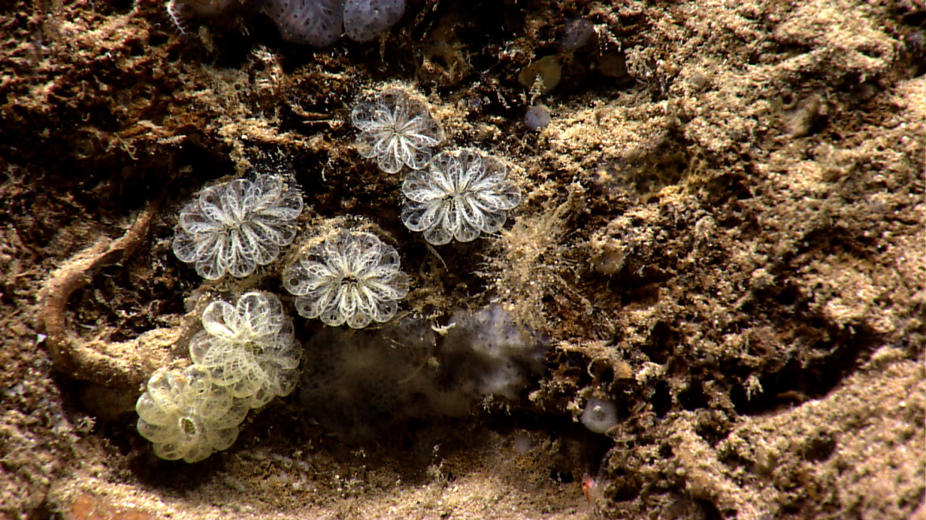 Very symmetrical tunicate? colonies
