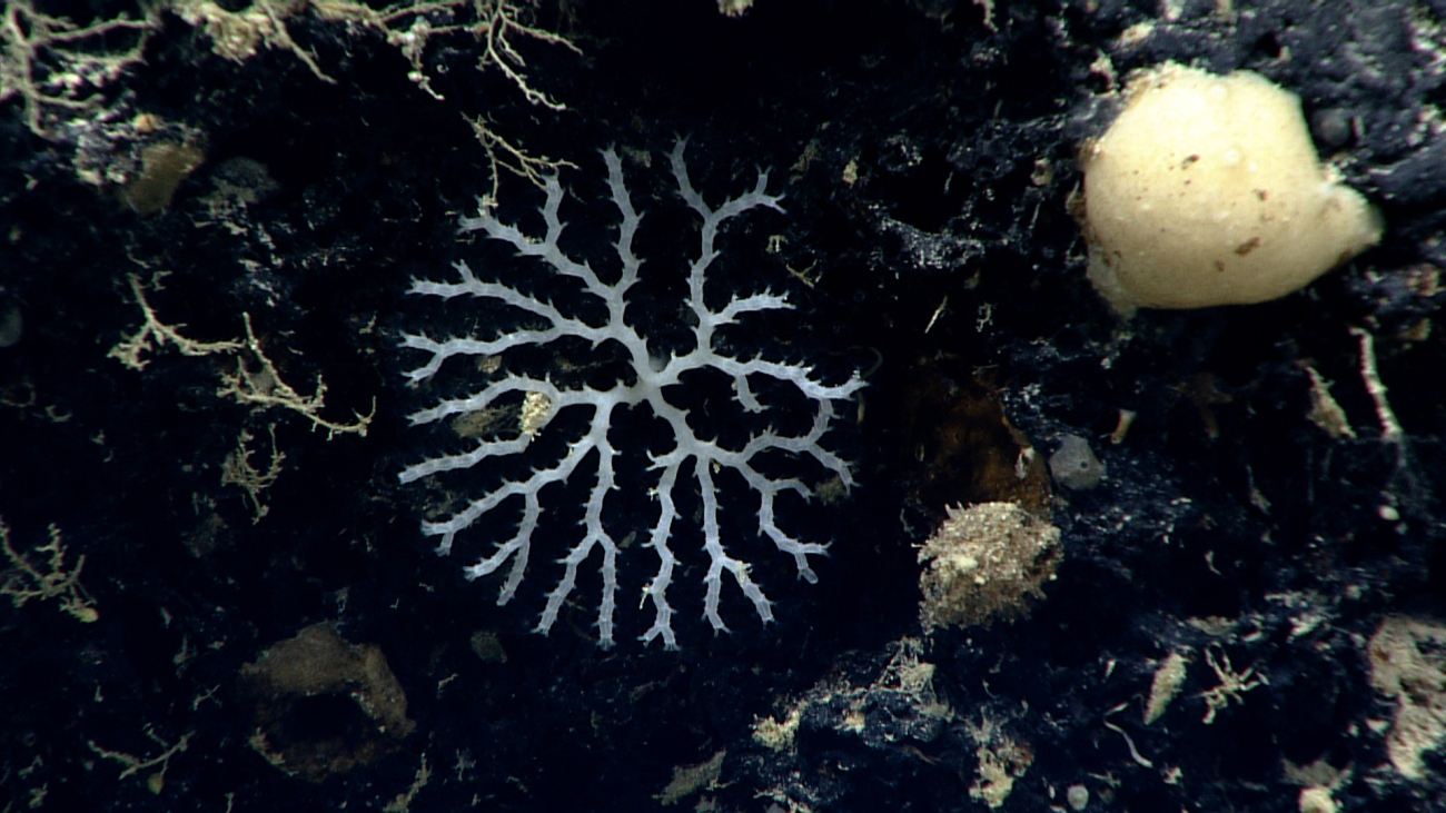 A beautiful symmetric bryozoan