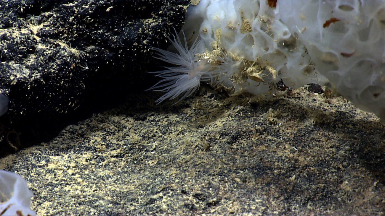 Small white anemones below a glass sponge