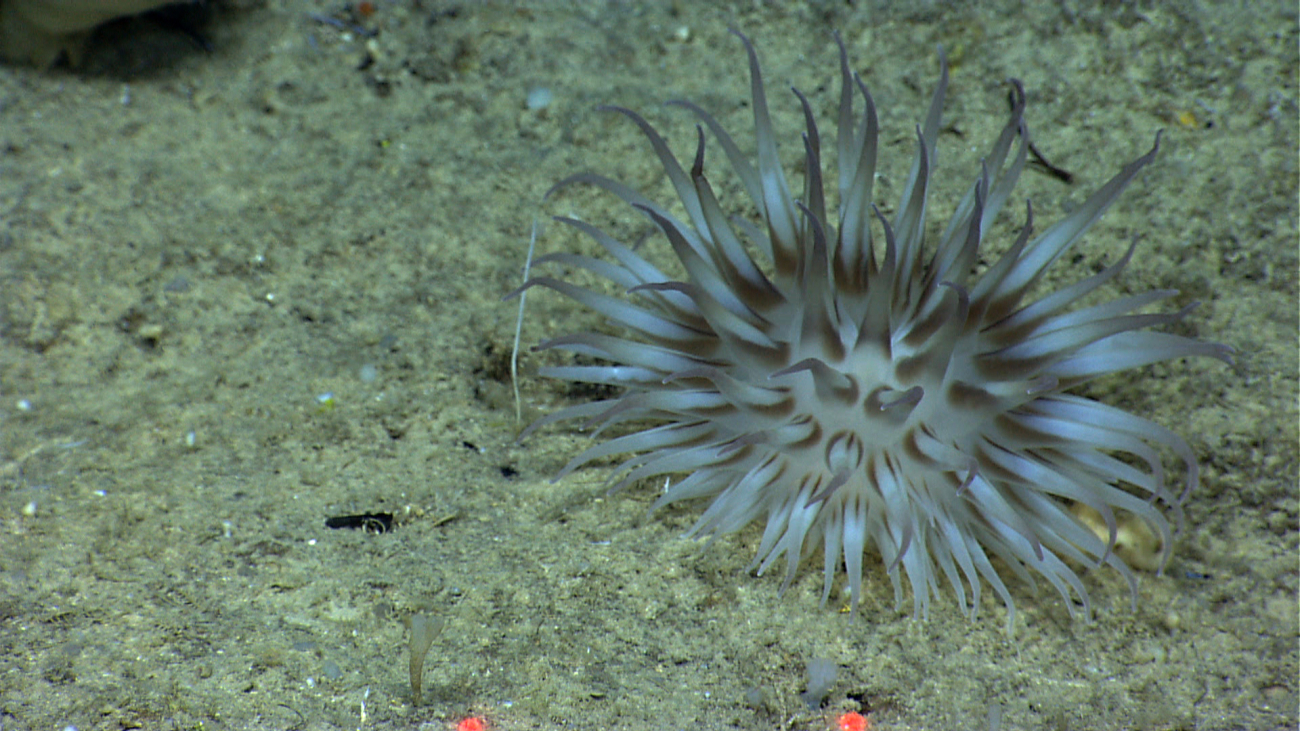 A fairly large white and black anemone about 20 cm across from end of tentacleto end of tentacle