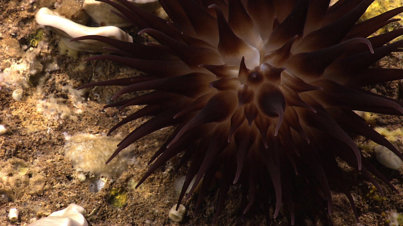 A brown anemone with bulbous tentacles