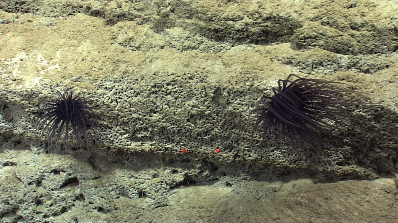 Two black anemones on a canyon wall