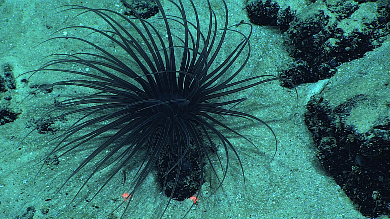 A black anemone attached to a black rock surrounded by white sand