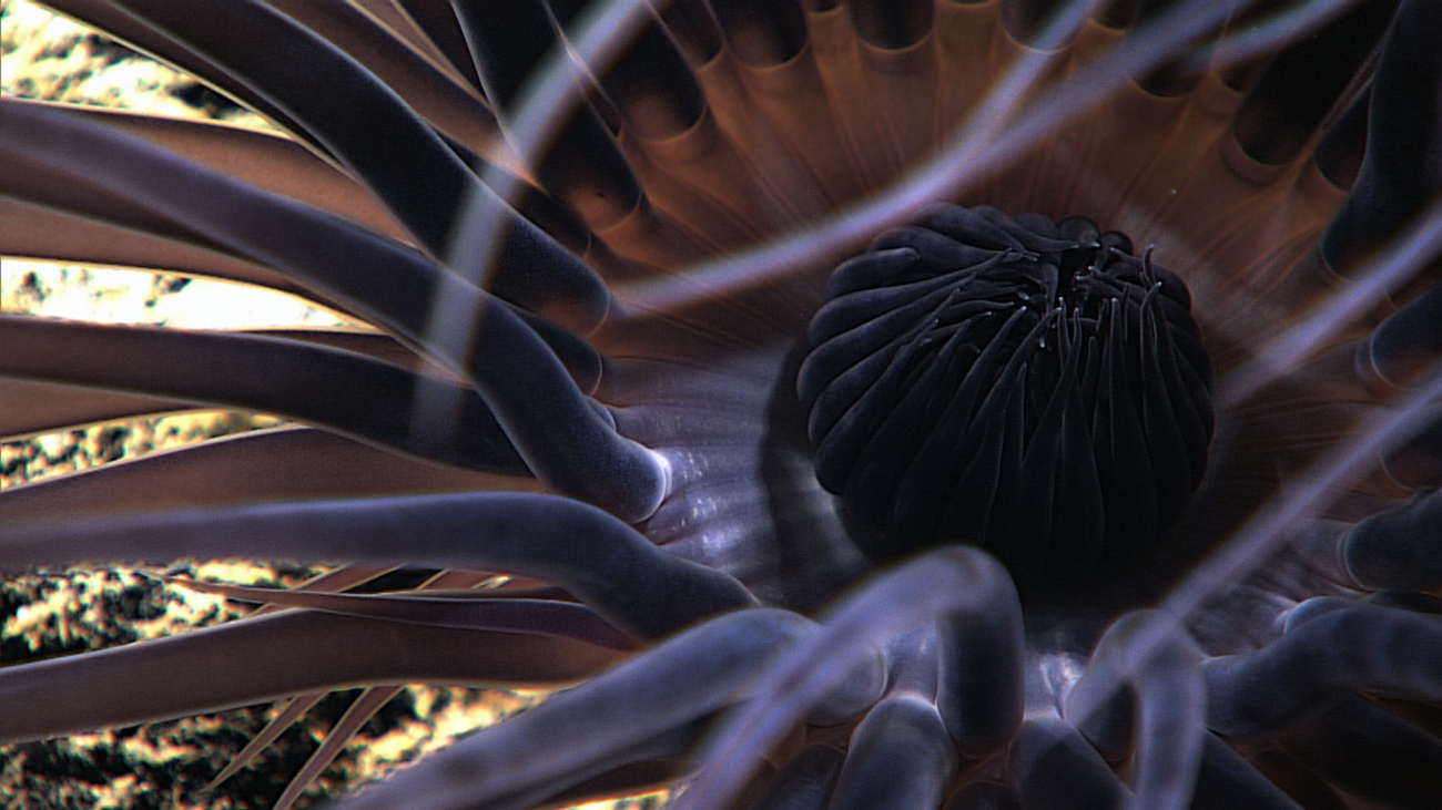 The black mouth of a black and brown (as seen from the top) anemone