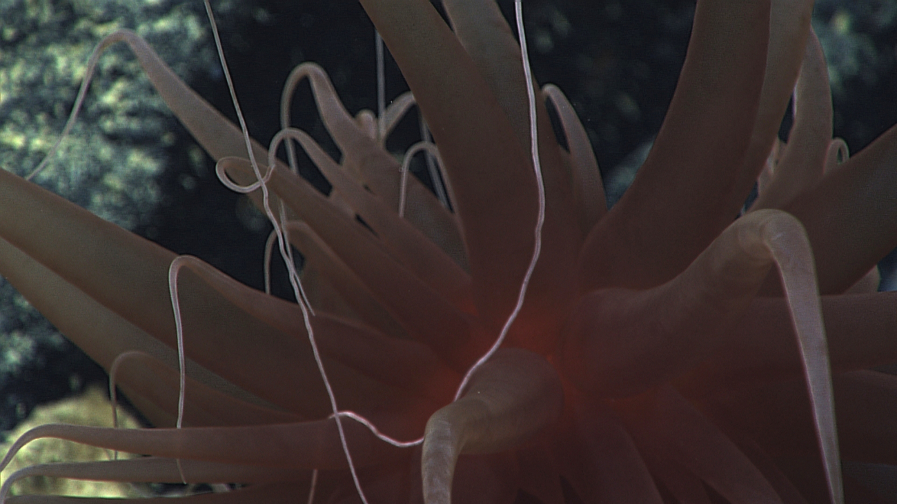 A red anemone with stringers extending out from the end of its tentacles