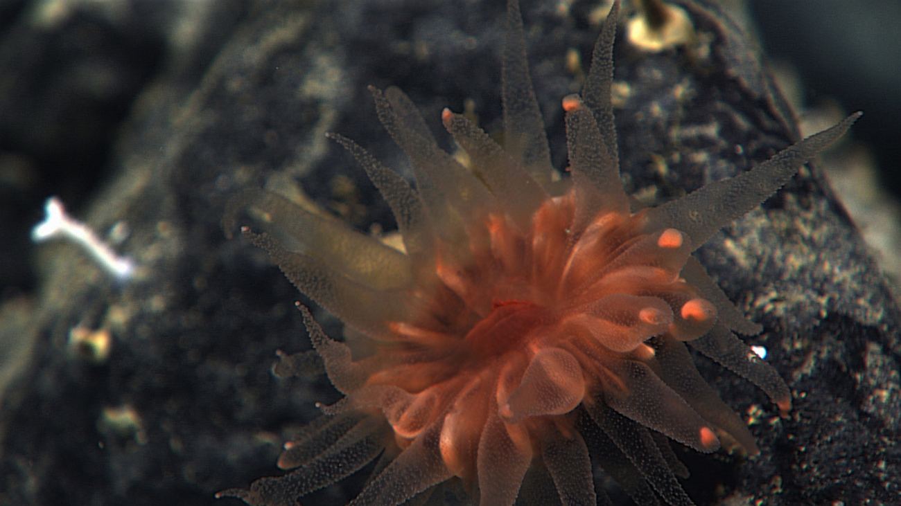 A cup coral with polyps extended