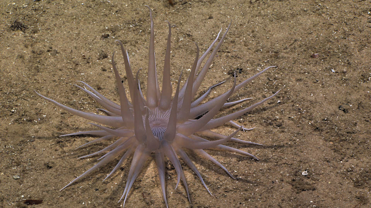 A large white anemone on a mud bottom first seen in image expn3891