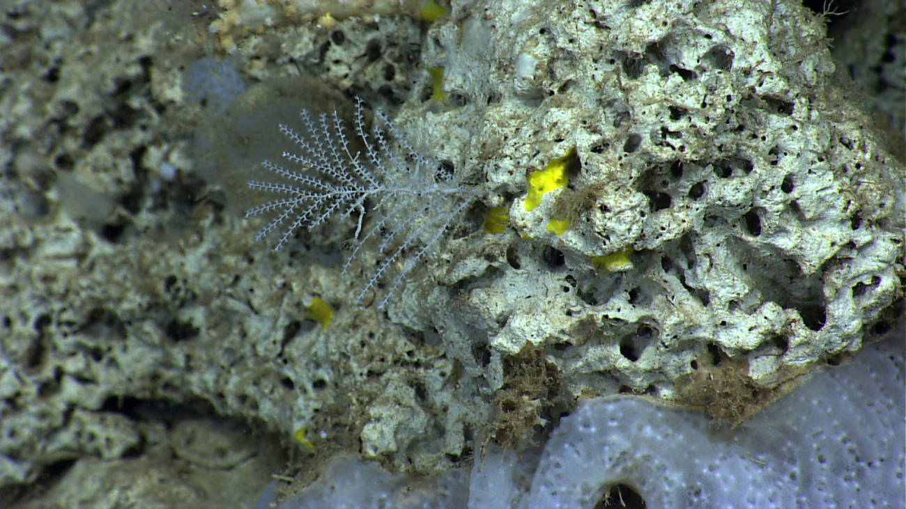 A small octocoral, yellow sponge, and what appear to be stalked hydroids behindthe octocoral on a carbonate rock surface