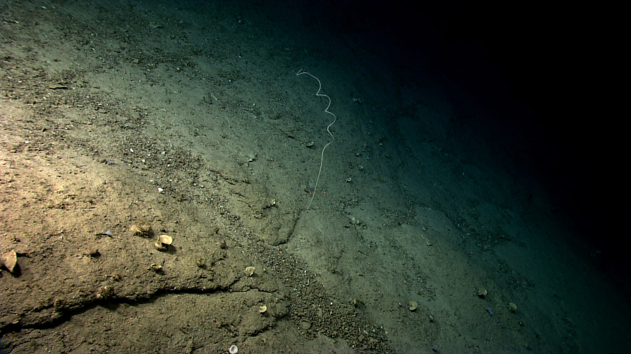 A single whip coral and several sponges on what appears to be a thin layer ofsediment on a relatively steep slope