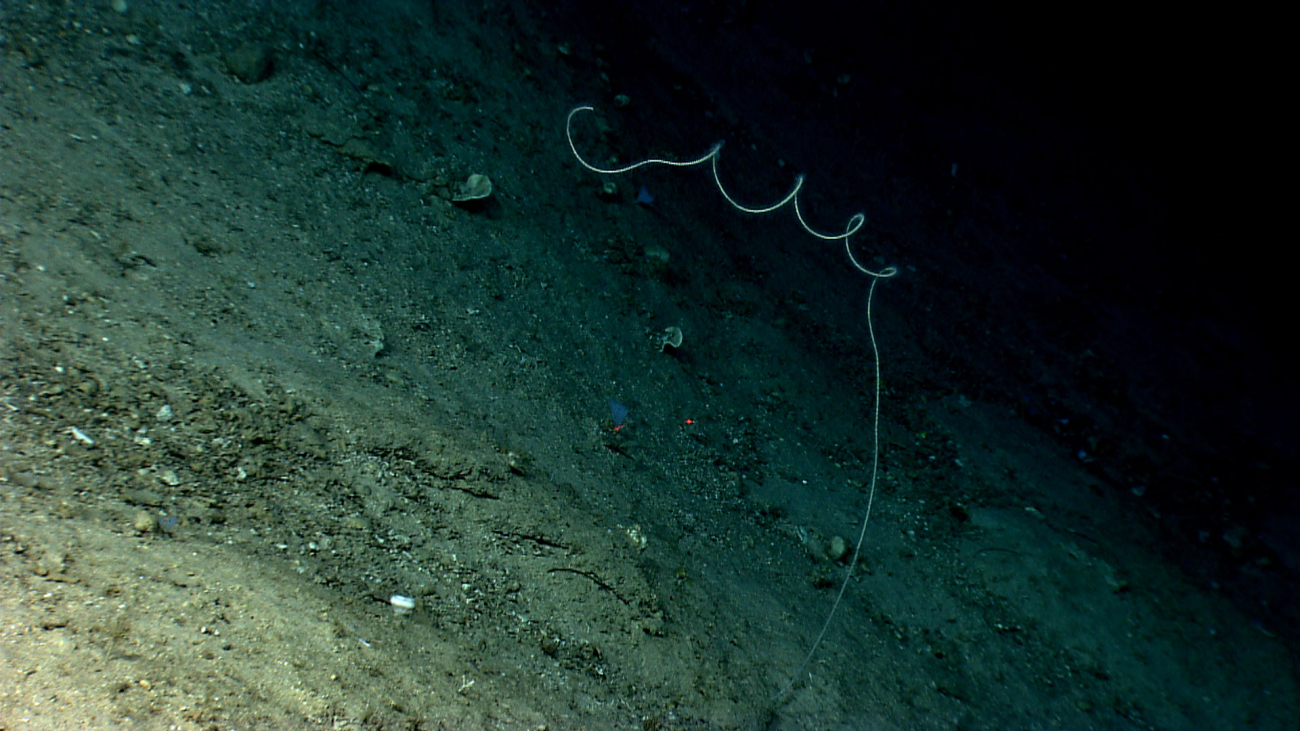 A single whip coral (appears to be a black coral) amd small sponges on athinly sediment covered slope