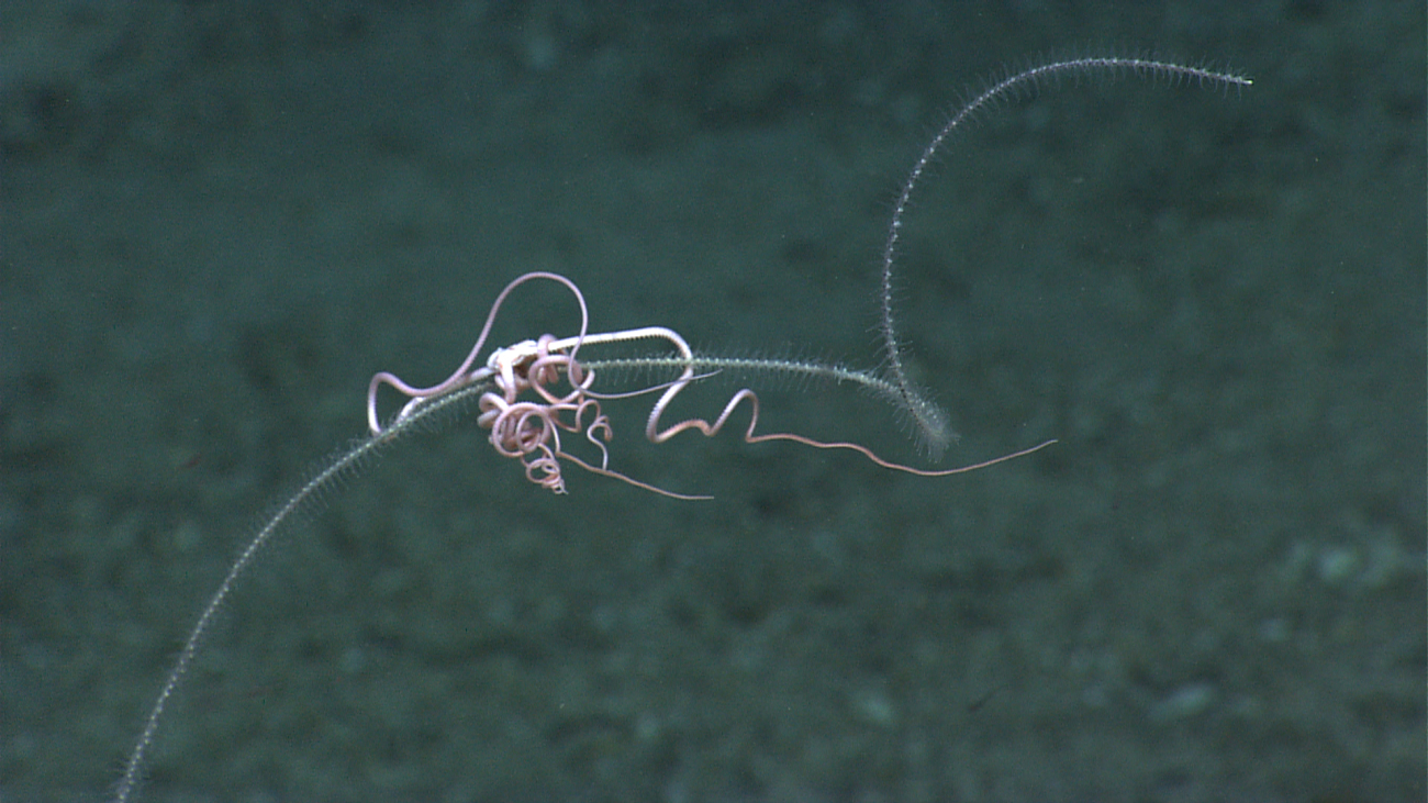 A single brittle star seemingly tying itself in knots on a black whip coral