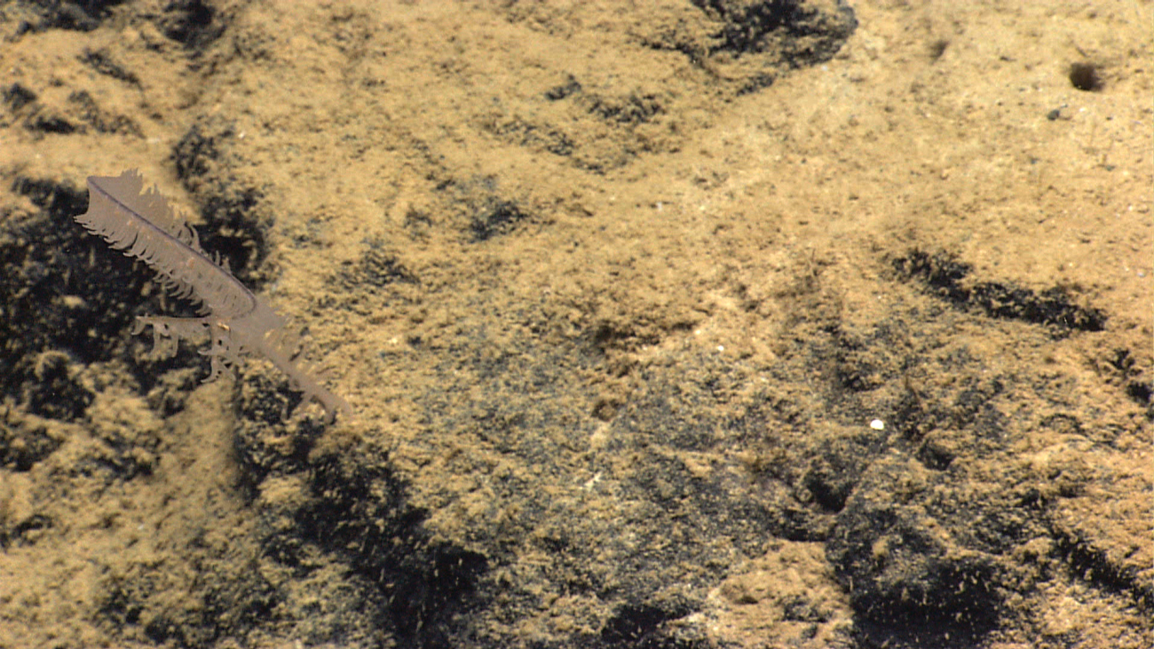 A nearly invisble small black coral bush with nearly translucent polyps