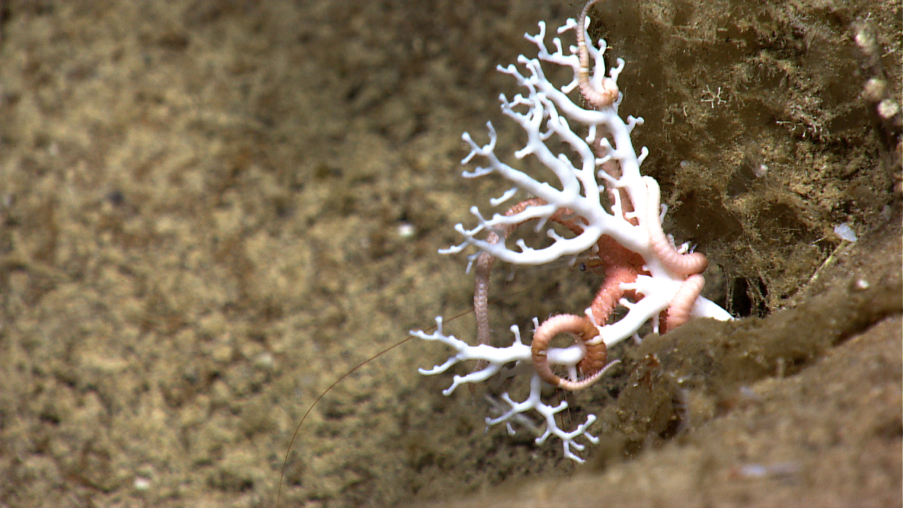 A small stylaster coral with an associated relatively large