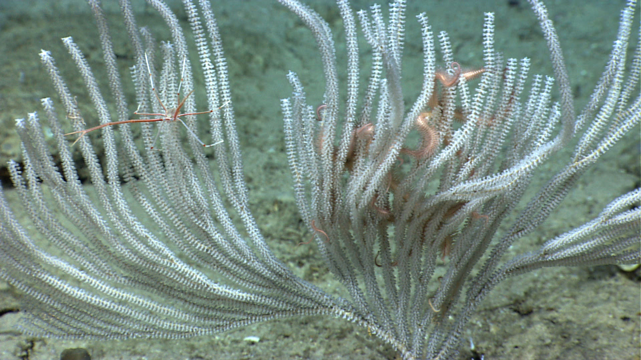 A white primnoid coral with squat lobster and brittle stars