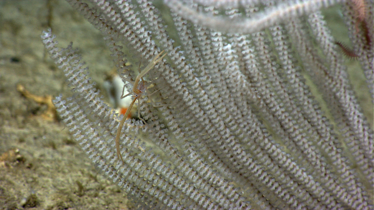 Closeup of a white primnoid coral with squat lobster having long yellow chelae
