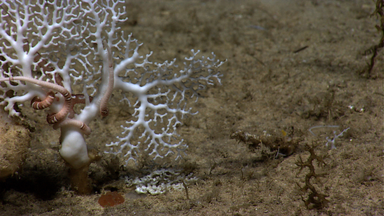 A white stylaster coral with striped brown and white brittle star