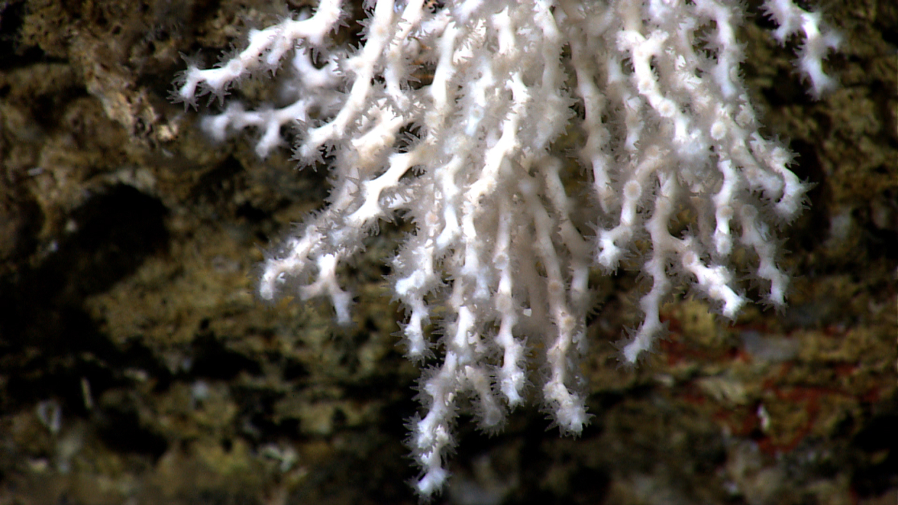 A scleractinian coral, looks like Lophelia pertusa