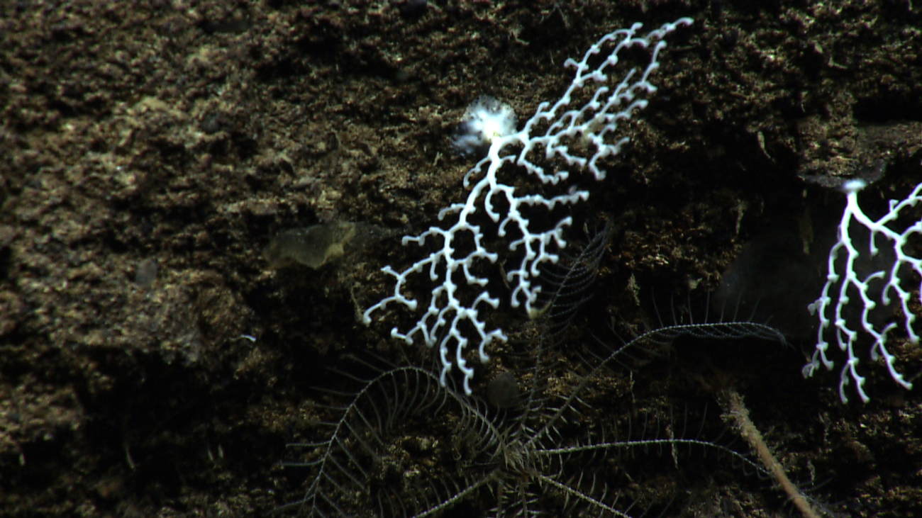 Small white scleractinian coral with a grey feather star crinoid below
