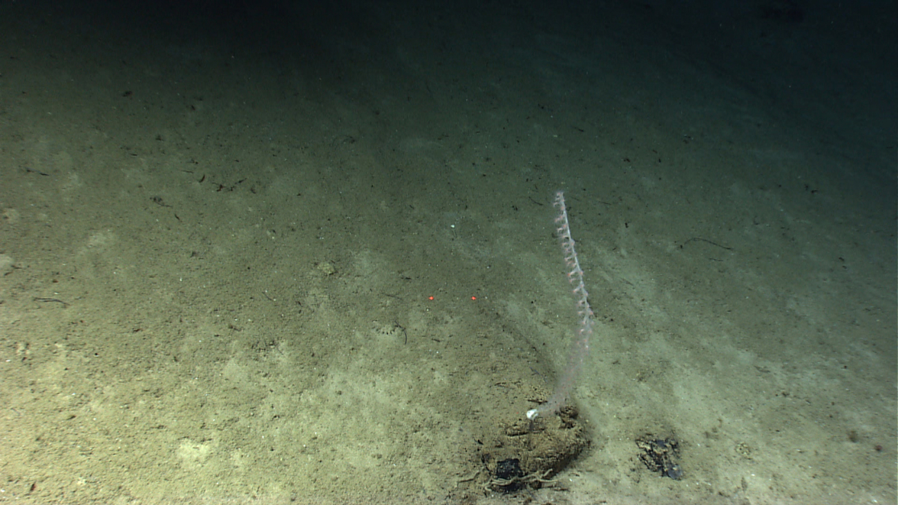 A small bamboo whip coral that has attached itself to the only rock outcrop inthe image