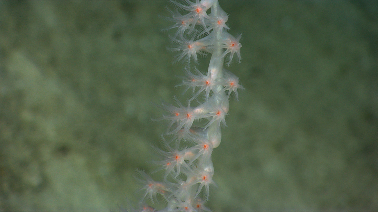 A closeup of the extended polyps of the bamboo whip coral in image expn3954
