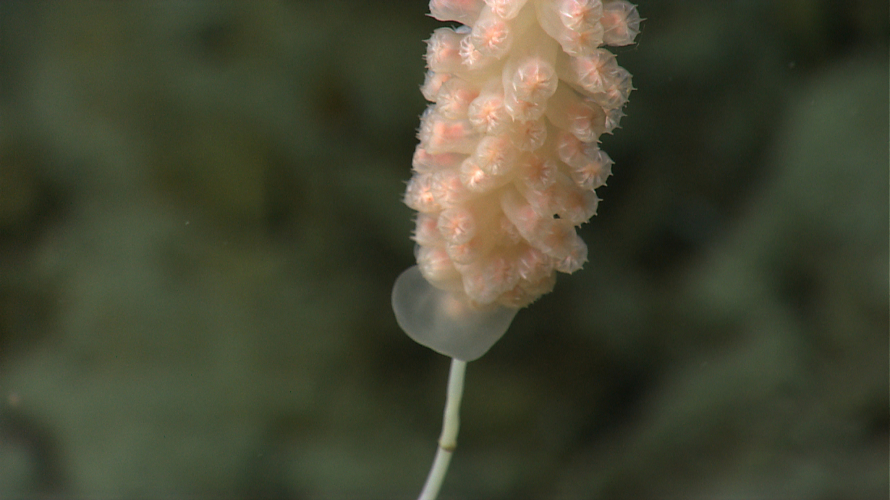 An aggregation of coral polyps on a bamboo coral branch
