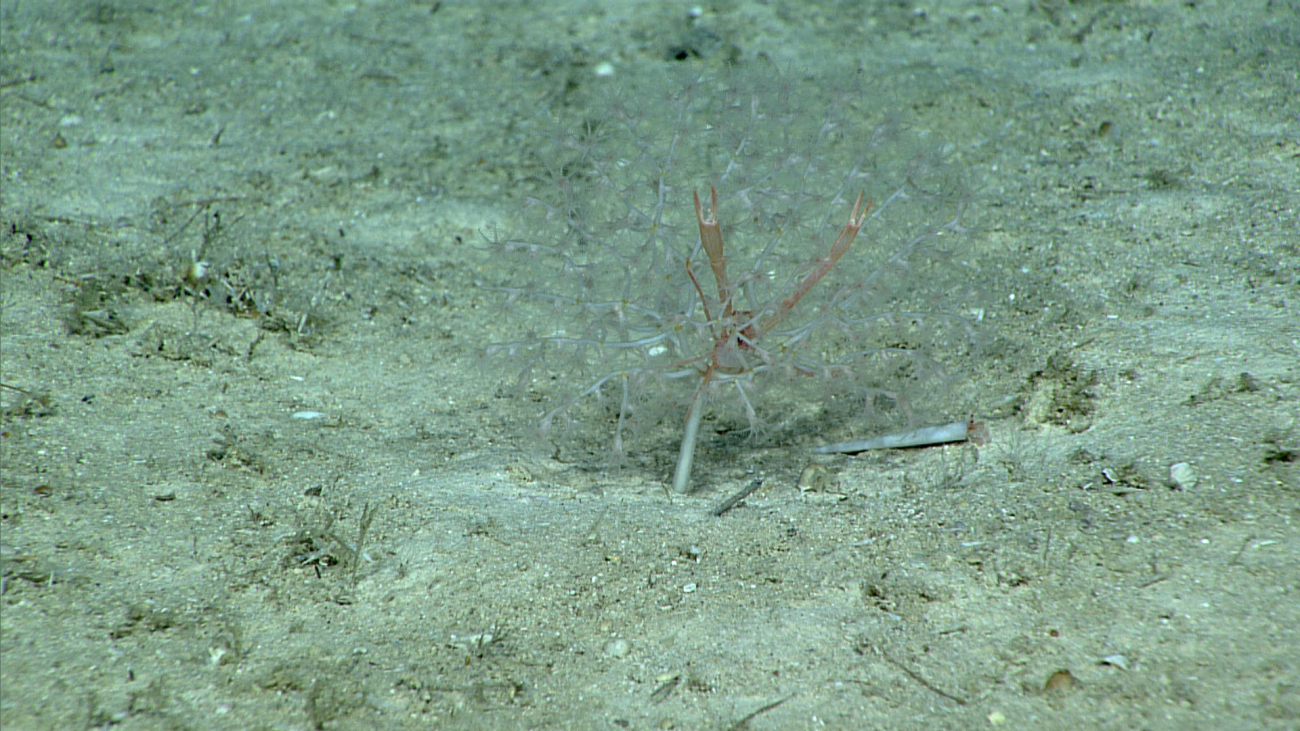An oversize squat lobster residing in a small white, nearly invisible againstthe sediment background, octocoral bush