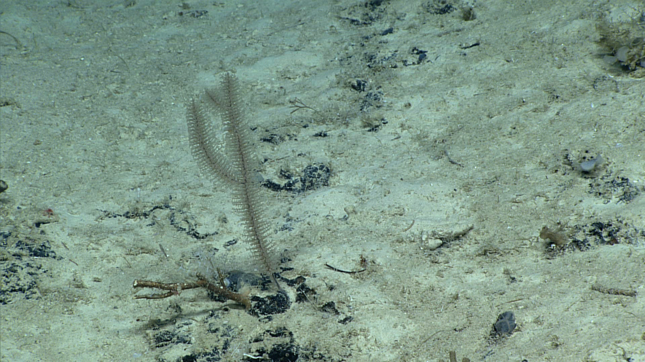 A small black coral bush attached to a rock in an otherwise sedimentcovered area