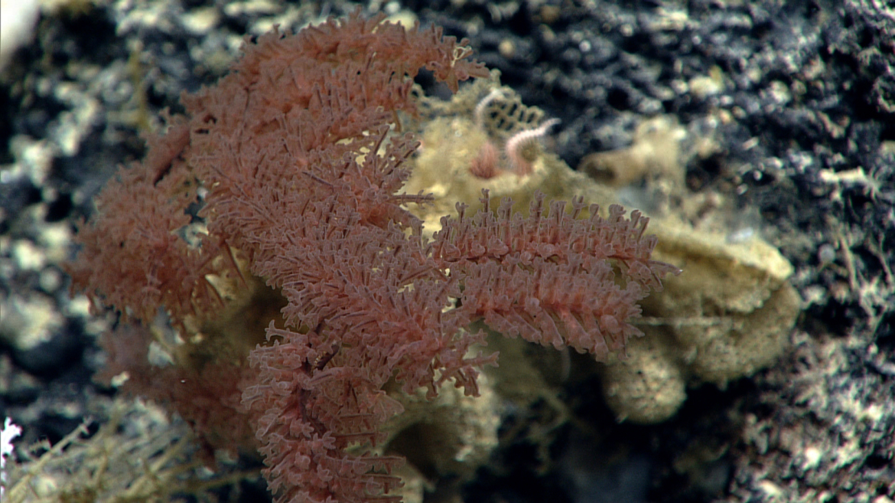 A strange fleshy appearing black coral with relatively large robust polyps