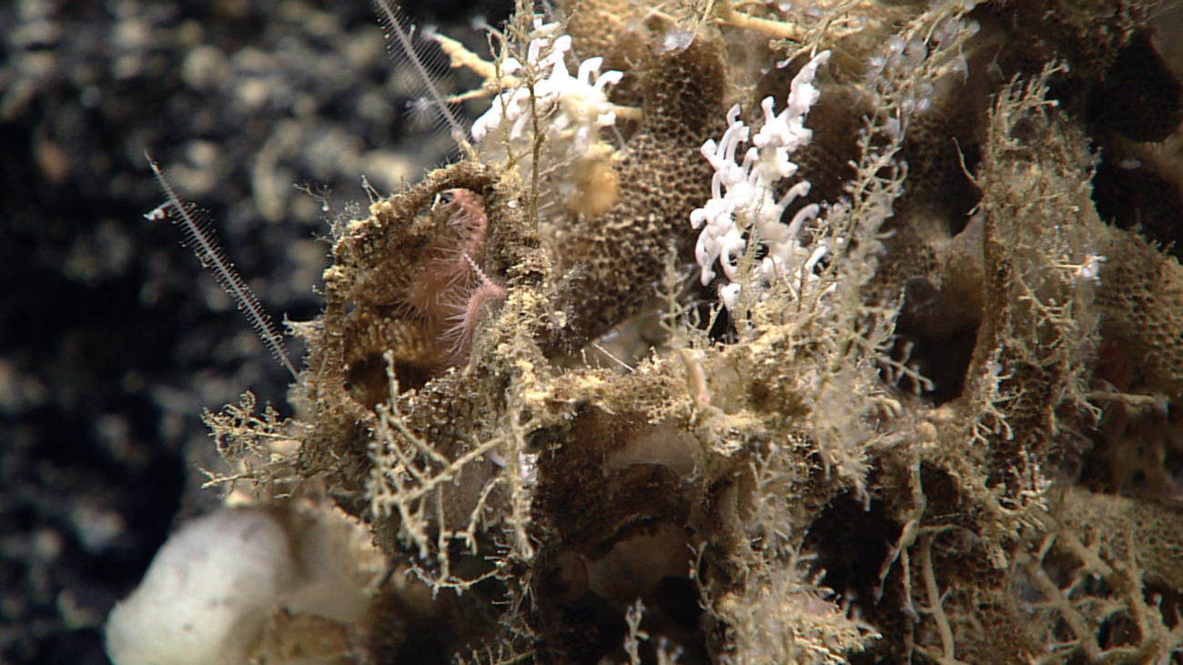 A number of different animals including white scleractinian coral, carnivoroussponges on left, and a pink brittle star, inhabit this old, possibly dead glasssponge