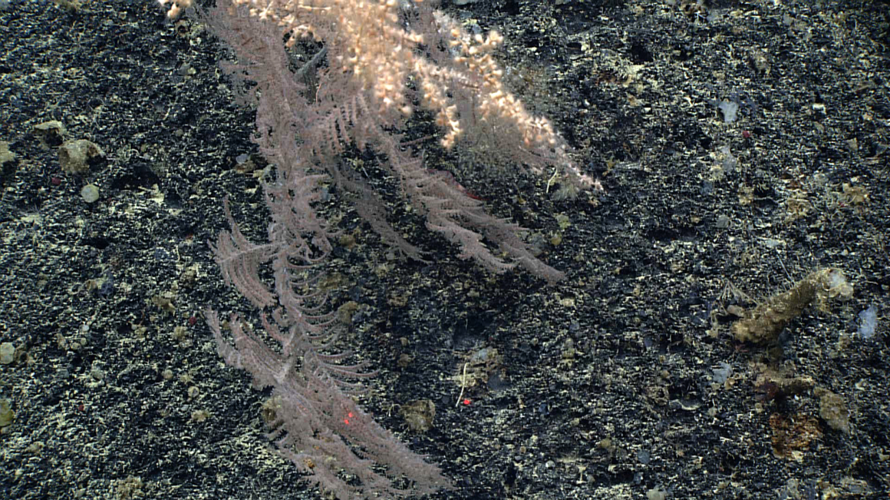 The polyps identify this coral as a black coral in spite of the white color of the polyps