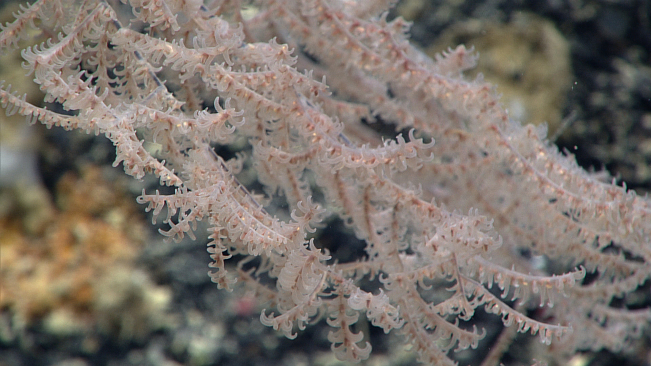 The polyps identify this coral as a black coral in spite of the whitish-pink color of the polyps