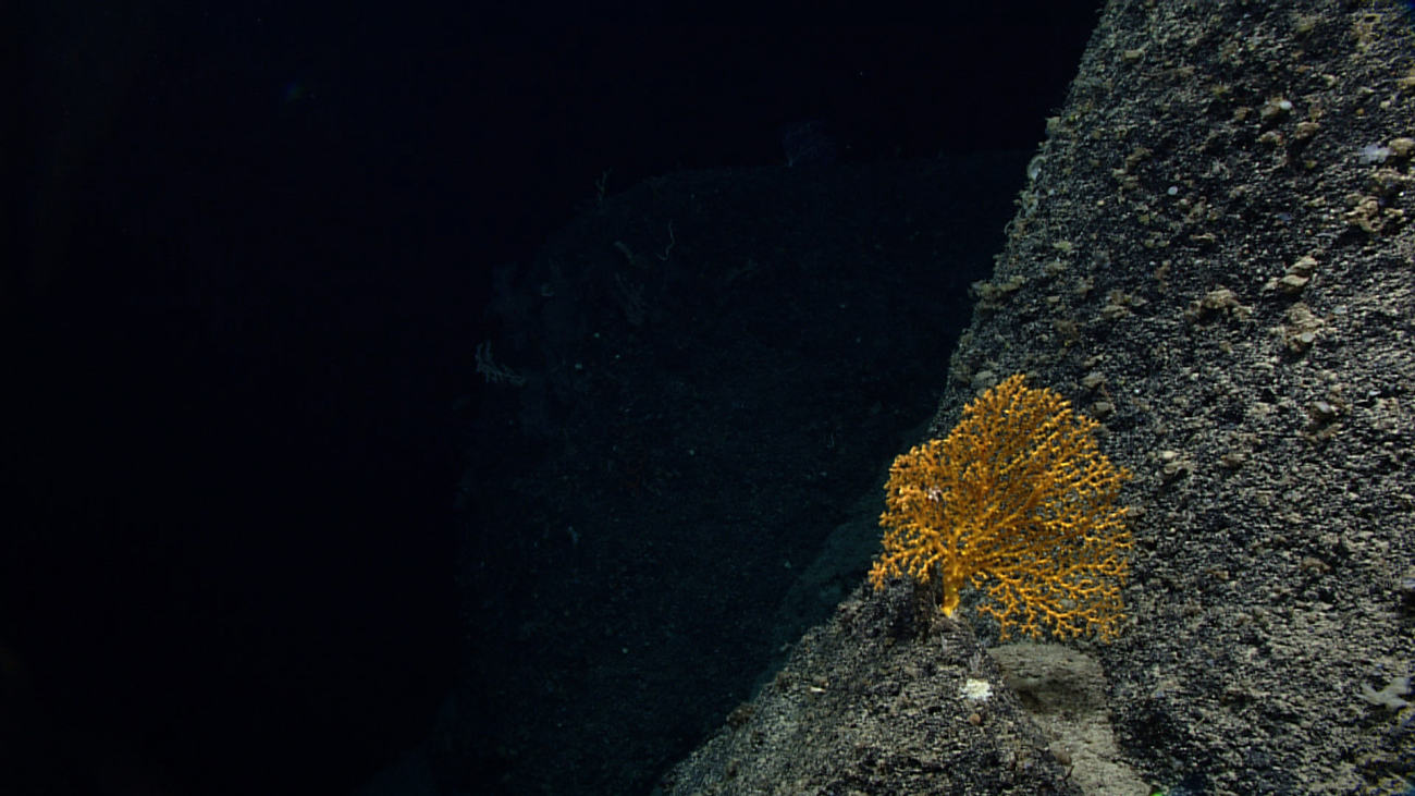 A gold scleractinian coral bush