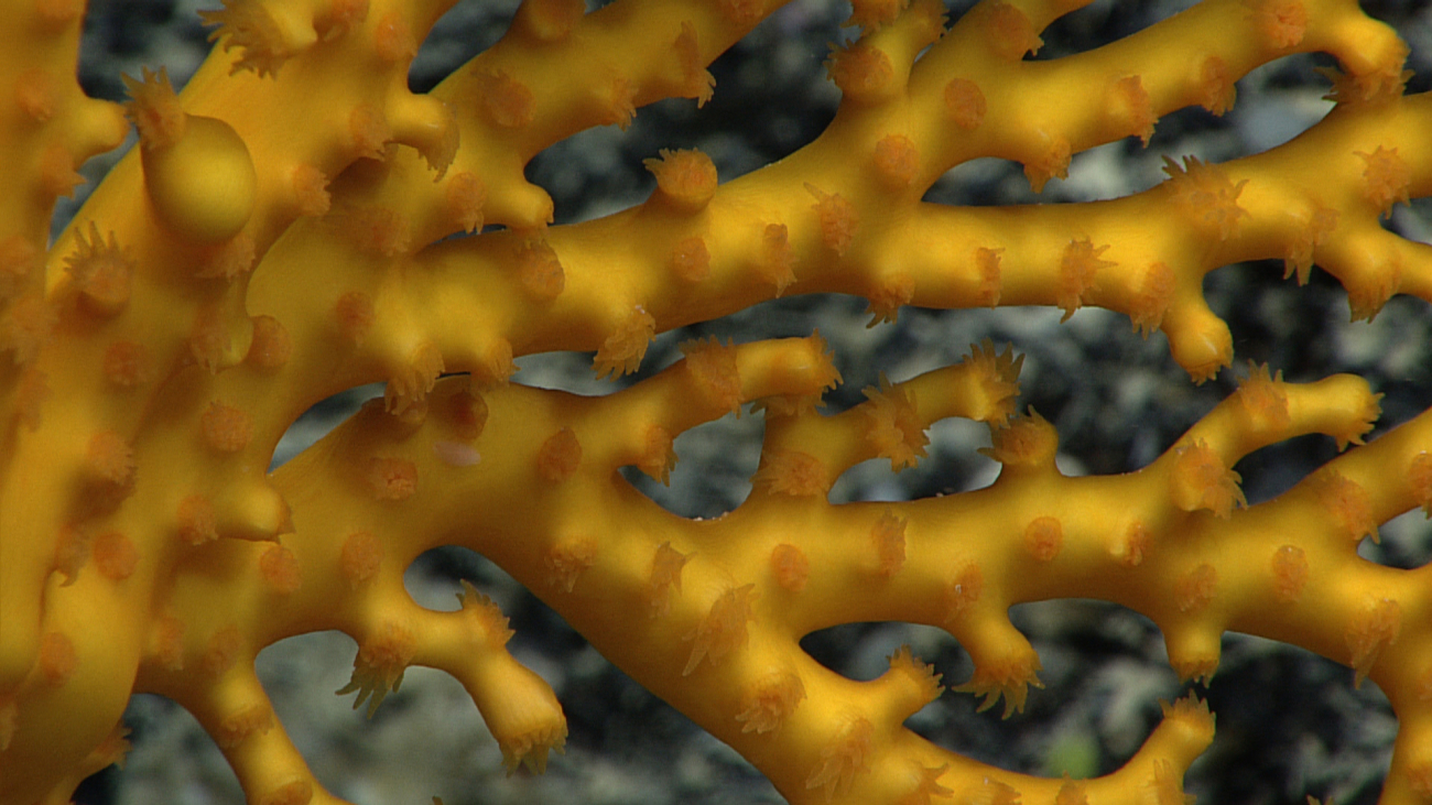 Polyps of a gold scleractinian coral
