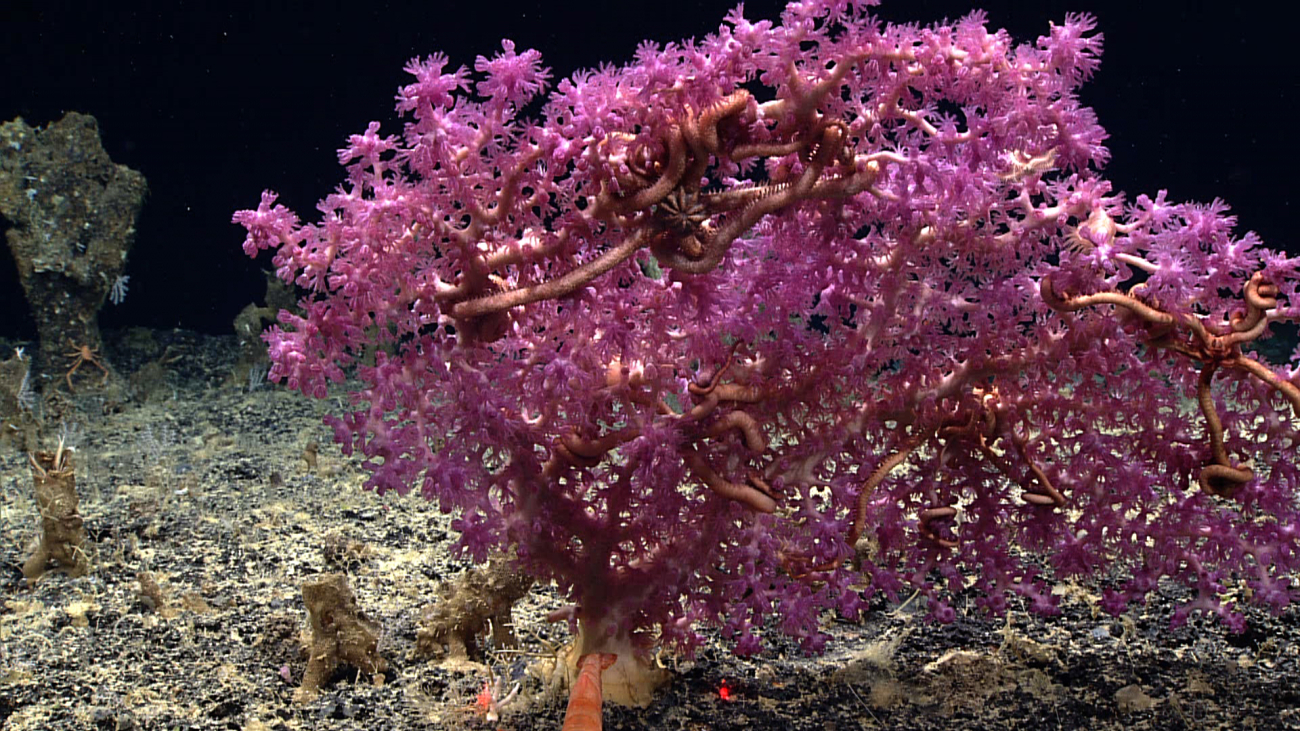 A purple octocoral with an associated large pink brittle stars