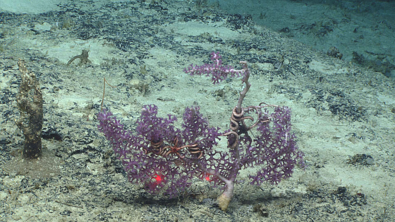 A purple octocoral bush